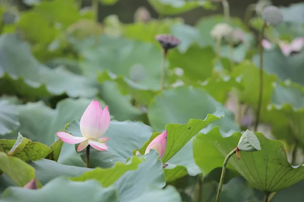 Lotusblume blüht am Regentag — Stockfoto