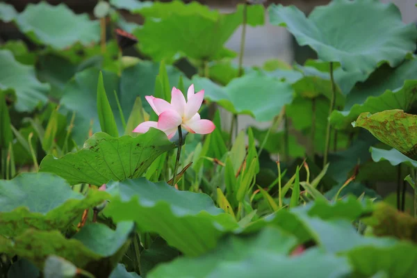 Flor de lótus com bonito no dia da chuva — Fotografia de Stock