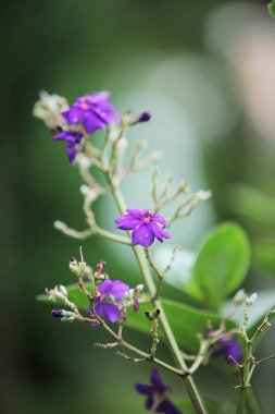 Yeşil boya ve yaprak kadar yakın