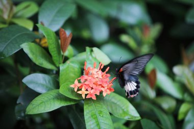 ateş kırmızı çiçekler makro üzerinde oturan kelebek