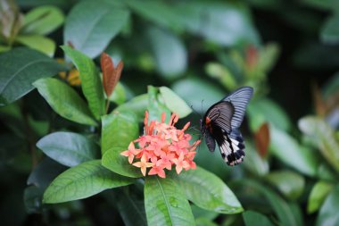 ateş kırmızı çiçekler makro üzerinde oturan kelebek
