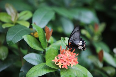 ateş kırmızı çiçekler makro üzerinde oturan kelebek