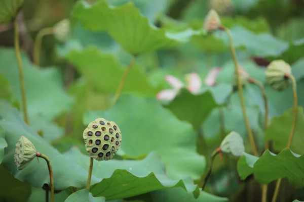 Green lotus leaf in garden at rain day — Stock Photo, Image