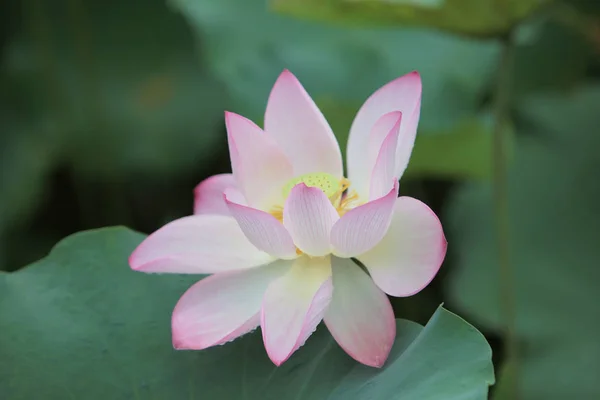 Lotus bloom in the pond at rain day — Stock Photo, Image