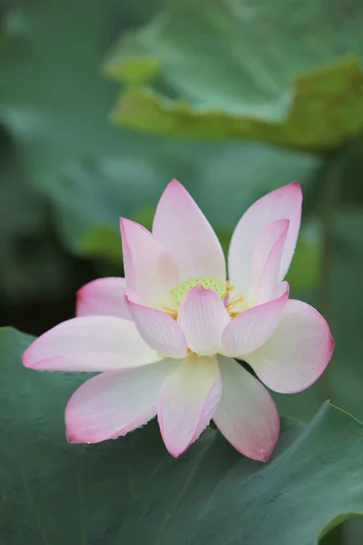 Цветок лотоса красивый в дождливый день — стоковое фото