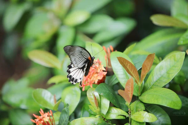 Schmetterling sitzt auf den roten Blumen Makroaufnahme — Stockfoto