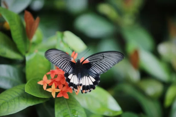 Mariposa sentado en el rojo flores macro disparo — Foto de Stock