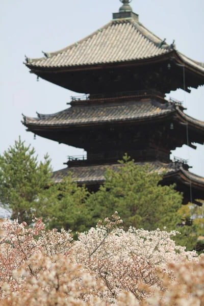 樱花在仁和寺，京都 — 图库照片