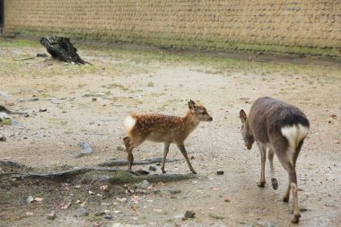 Kutsal Japon geyik Nara Milli Parkı Güz