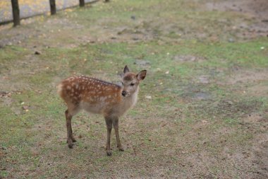 Kutsal Japon geyik Nara Milli Parkı Güz