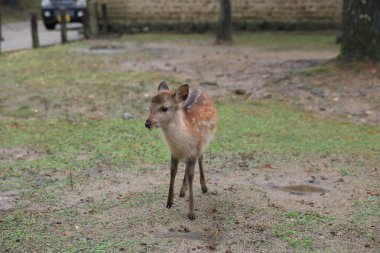 Kutsal Japon geyik Nara Milli Parkı Güz