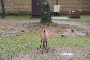 Kutsal Japon geyik Nara Milli Parkı Güz