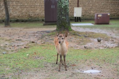 Kutsal Japon geyik Nara Milli Parkı Güz