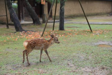 Kutsal Japon geyik Nara Milli Parkı Güz
