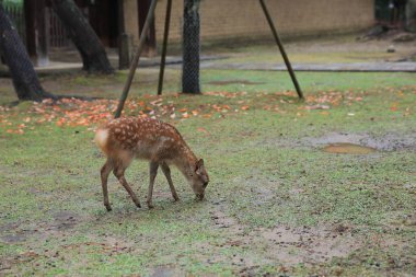 Kutsal Japon geyik Nara Milli Parkı Güz