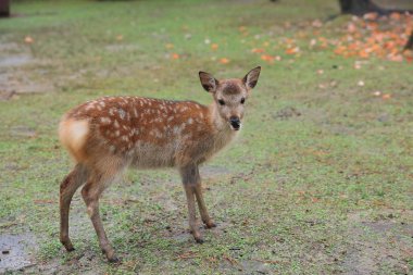 Kutsal Japon geyik Nara Milli Parkı Güz