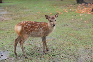 Kutsal Japon geyik Nara Milli Parkı Güz