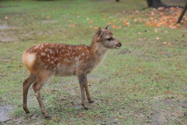 Kutsal Japon geyik Nara Milli Parkı Güz