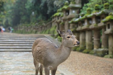 Nara geyik roam özgür nara park, Japonya.