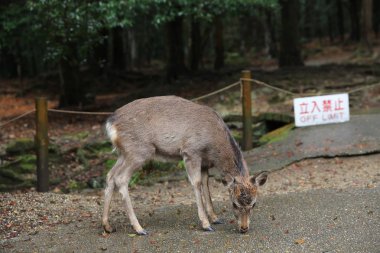 nara, Japonya, Sonbahar, geyik