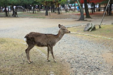 Kutsal Japon geyik Nara Milli Parkı Güz