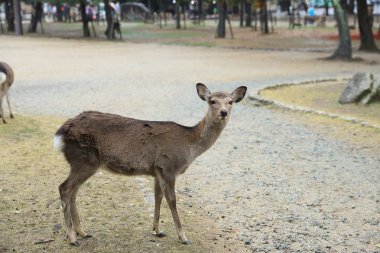 Kutsal Japon geyik Nara Milli Parkı Güz