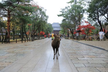  Chu-mon Kapısı Todaiji kompleks 