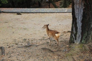 Kutsal Japon geyik Nara Milli Parkı Güz