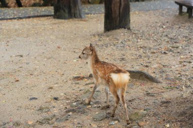 Kutsal Japon geyik Nara Milli Parkı Güz
