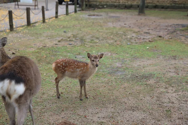 nara, Japonya, Sonbahar, geyik
