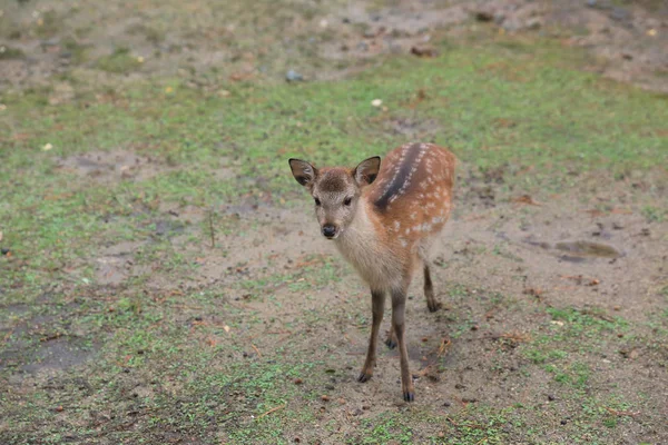 Kutsal Japon geyik Nara Milli Parkı Güz