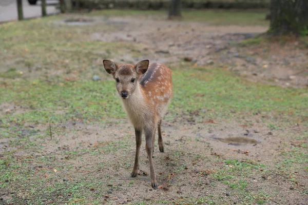 Kutsal Japon geyik Nara Milli Parkı Güz