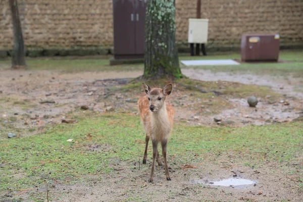 Kutsal Japon geyik Nara Milli Parkı Güz