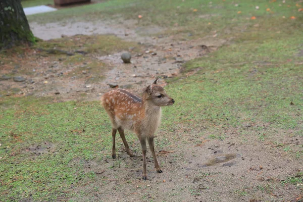 Kutsal Japon geyik Nara Milli Parkı Güz