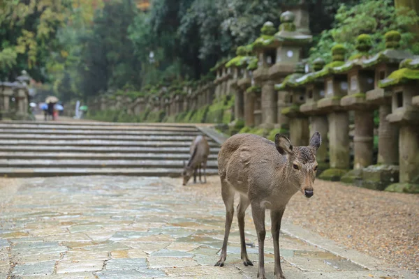 Nara geyik roam özgür nara park, Japonya.