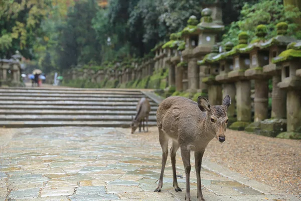 奈良の鹿奈良公園で自由に歩き回る日本. — ストック写真