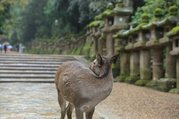 奈良の鹿奈良公園で自由に歩き回る日本. — ストック写真