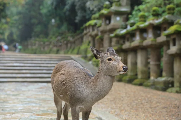 Олень Nara бродять по в парку Нара, Японія. — стокове фото