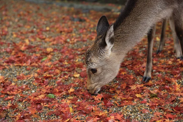 Szarvas, Nara, Japán, az őszi — Stock Fotó