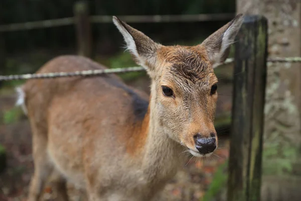 奈良の鹿は、奈良公園で自由に歩き回る。 — ストック写真