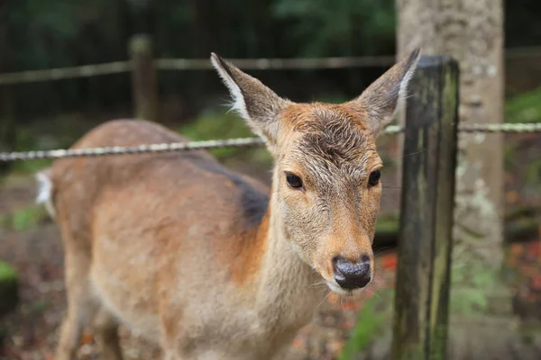 Nara jelen volnost projevu v parku Nara — Stock fotografie