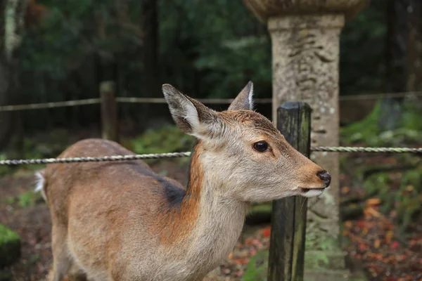Ciervos Nara vagan gratis en el Parque Nara —  Fotos de Stock