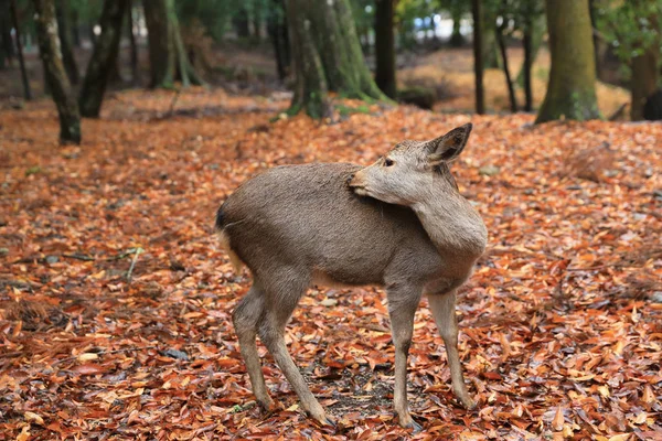 Szarvas a Nara Park — Stock Fotó