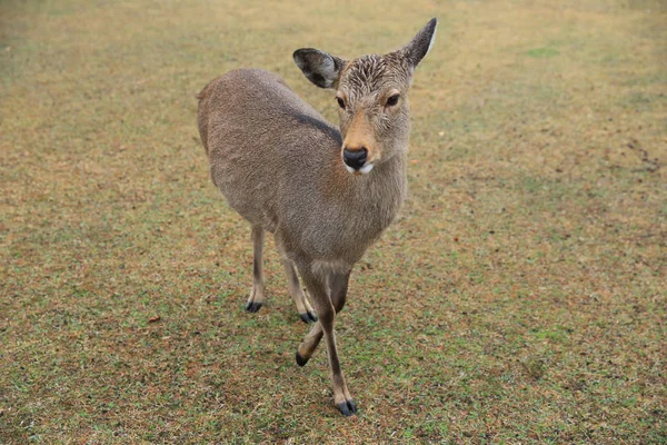 Deer at nana park — Stock Photo, Image