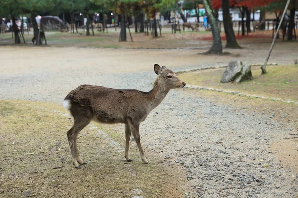 Святий японський олень у Nara Національний парк восени — стокове фото