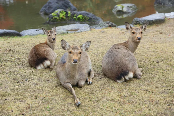 가 나라 국립 공원에 이런 일본 사슴 — 스톡 사진