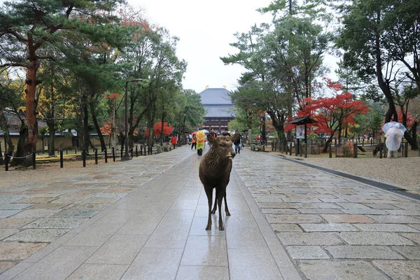  Chu-mon Kapısı Todaiji kompleks 