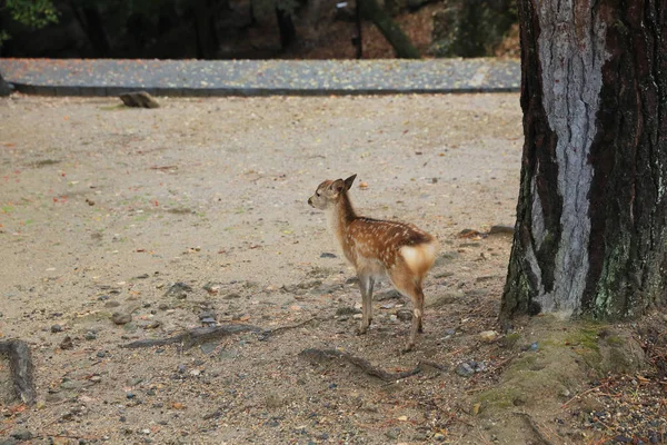 Kutsal Japon geyik Nara Milli Parkı Güz