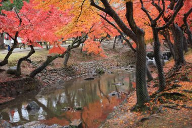 Nara Parkı: Nara, Japan