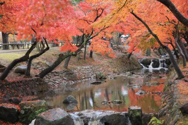 nara Park'ta nara sonbahar laves